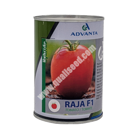 Raja F1