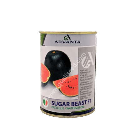 Sugar Beast F1